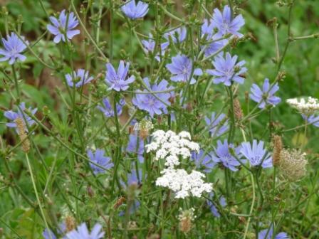 Wild flowers